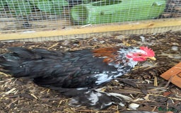 Chickens poultry for sale: Cockerel - free to a good home  - Image 1