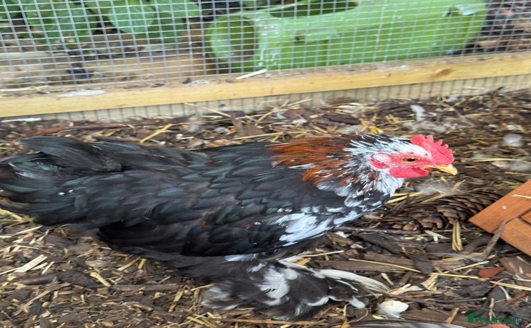 Chickens poultry - Advert 2