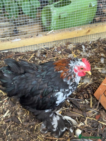 Chickens poultry - Advert 1