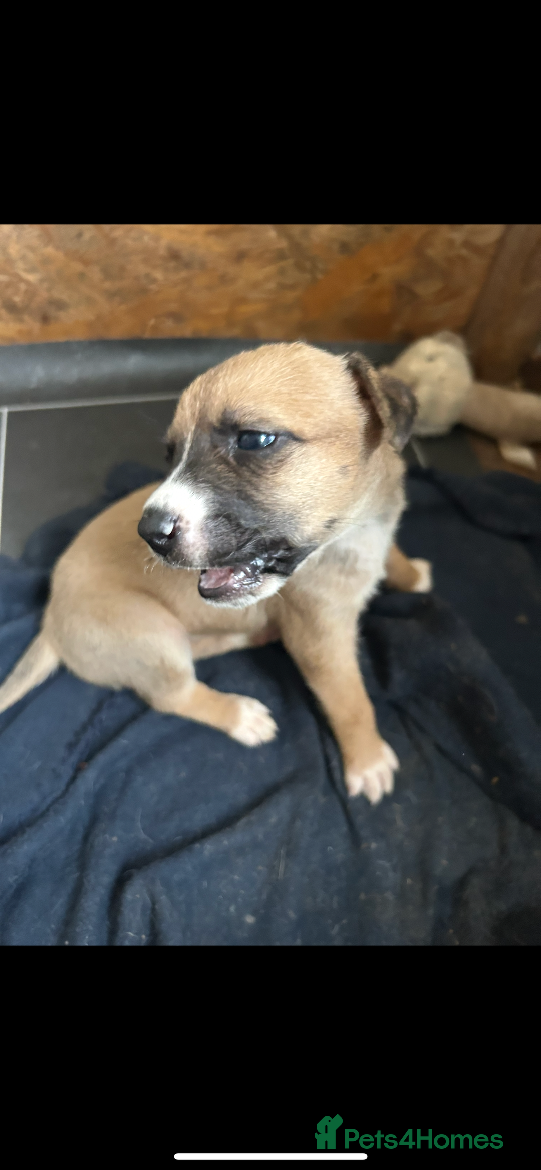 Mixed Breed dogs for sale: belgian malinois - Image 3