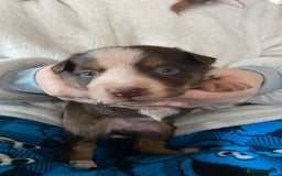 Border Collie dogs for sale: BorderCollie Pups: unique chocolate tri rough coat - Advert 6