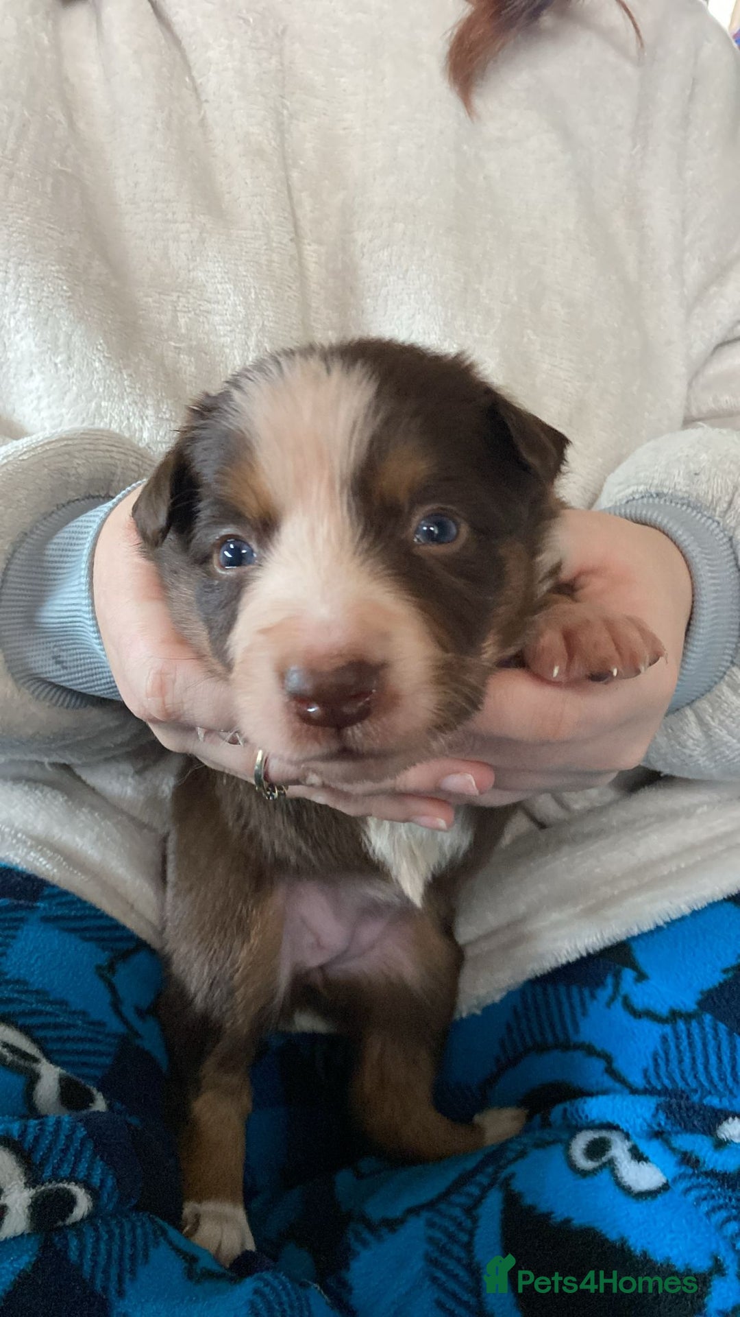 Border Collie dogs for sale: BorderCollie Pups: unique chocolate tri rough coat - Advert 6