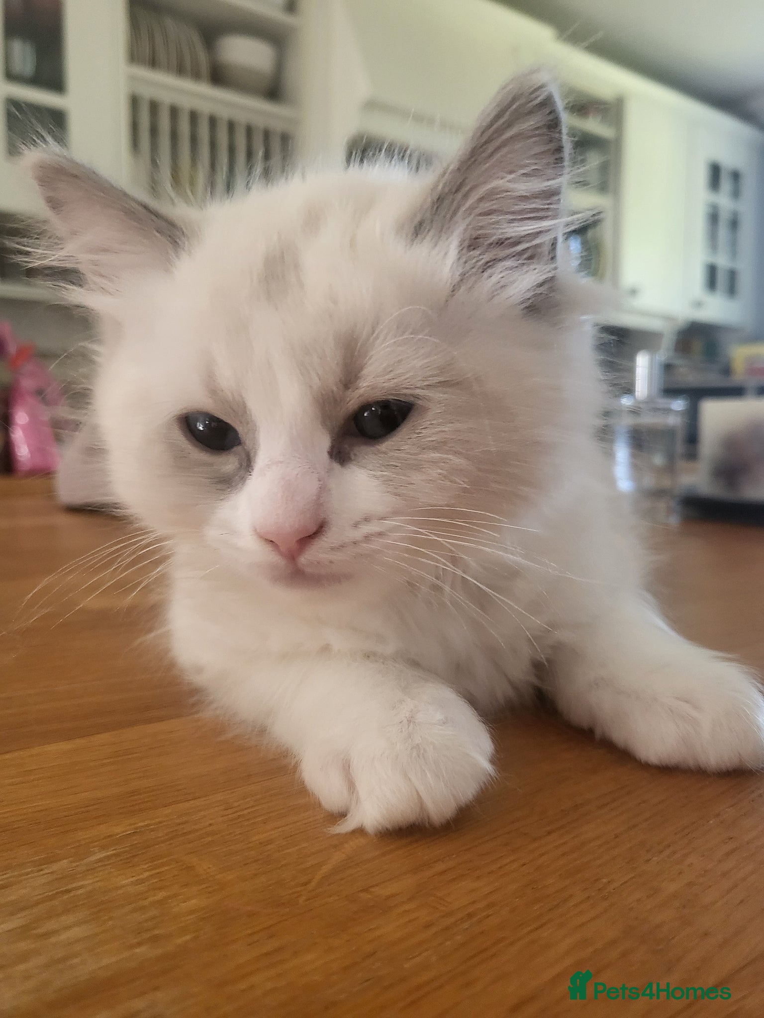 Ragdoll cats Exquistie Pure Ragdoll kittens - Advert 2