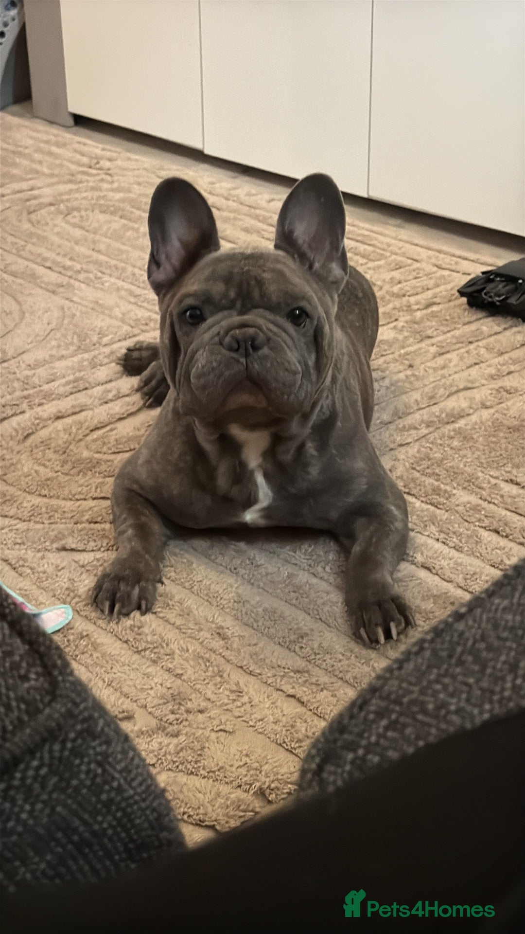 French Bulldog dogs Reggie  - Advert 1