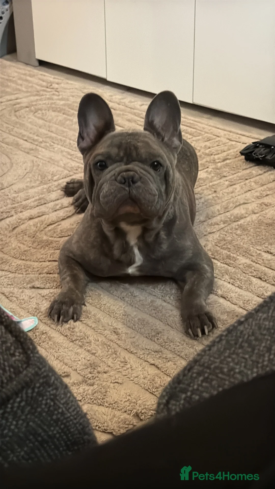 French Bulldog dogs for sale: Reggie  - Advert 1