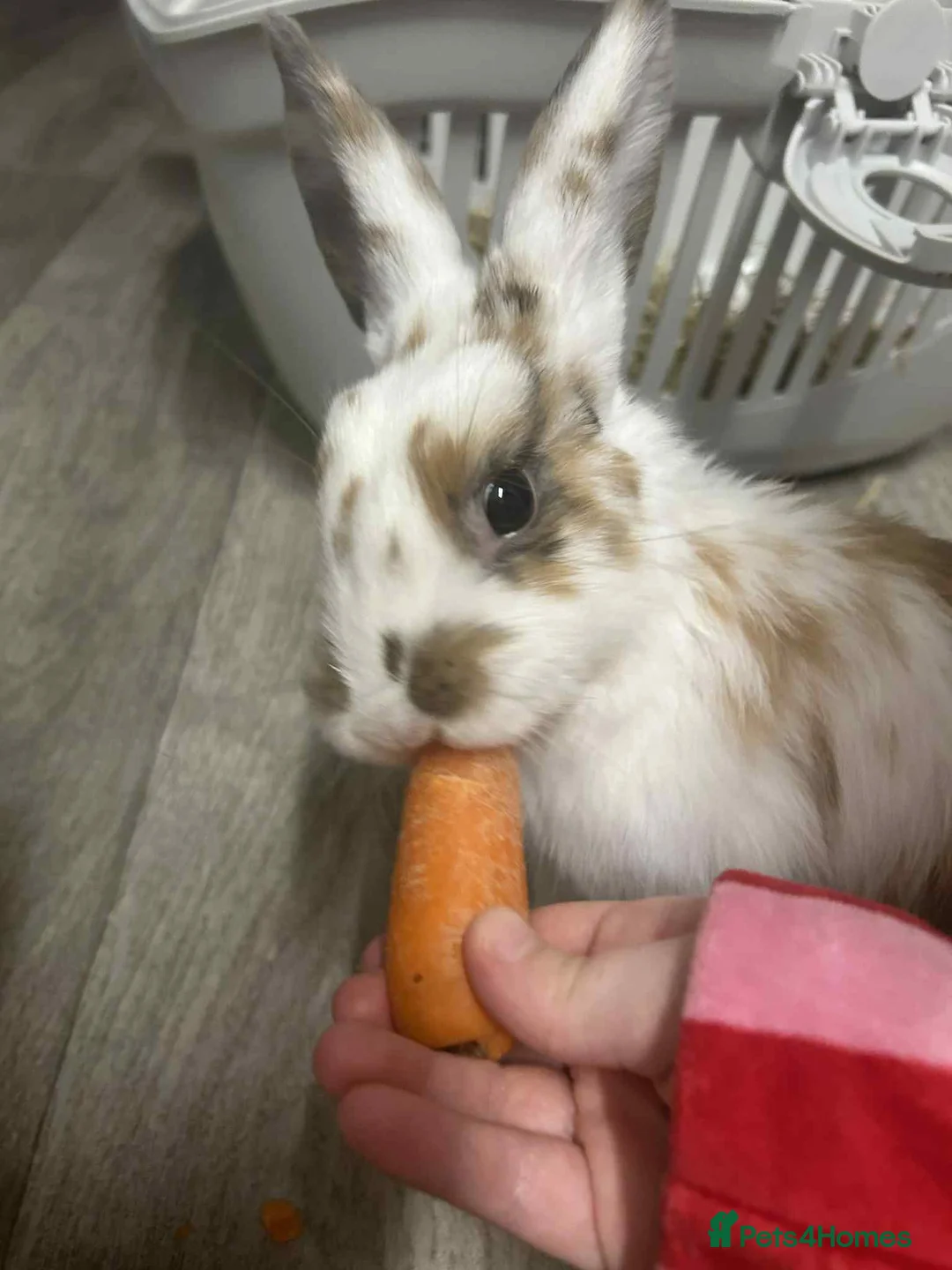 Mixed Breed rabbits for sale: 2 beautiful friendly bunnies - Advert 4