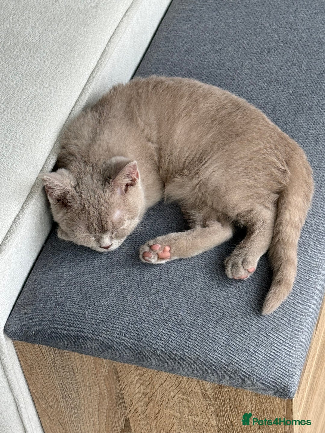 British Shorthair cats for sale: Beautiful British ShortHair Rare Fawn - Advert 15