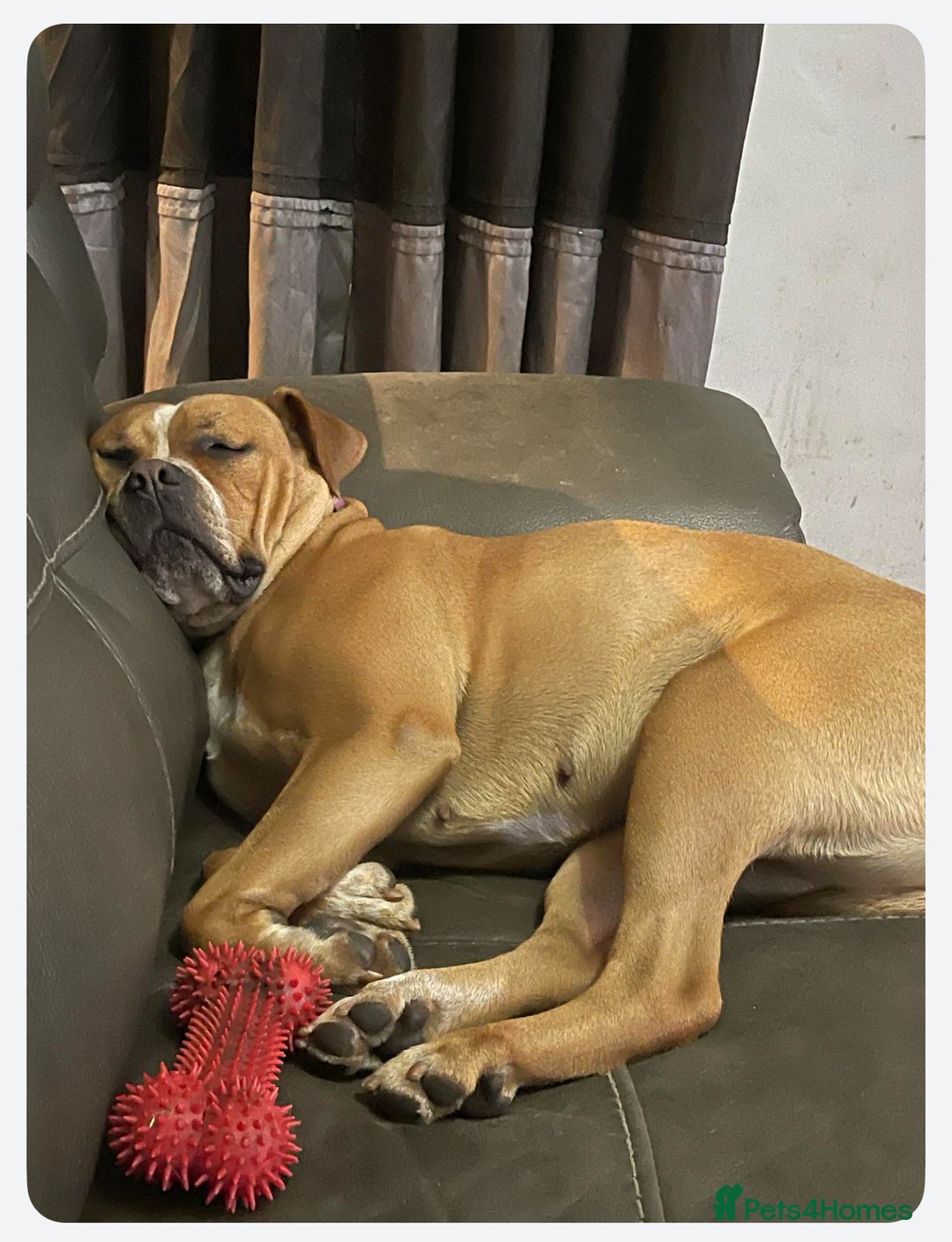 American Bull Staffy dogs for sale: American Staffordshire bull terrier - Image 4