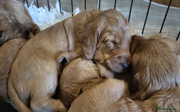 Labradoodle dogs for sale: Beautiful, Well Bred F1b Labradoodle Puppies - Image 3
