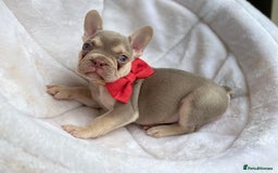 French Bulldog dogs for sale: NEWSHADE ISABELLA FRENCH BULLDOGS - Image 4