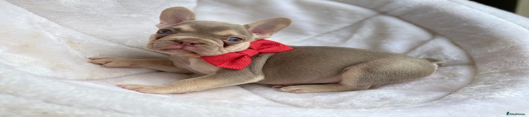 French Bulldog Puppy 1