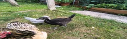 Chickens poultry for sale: La fleche and aracauna chicks - Advert 5