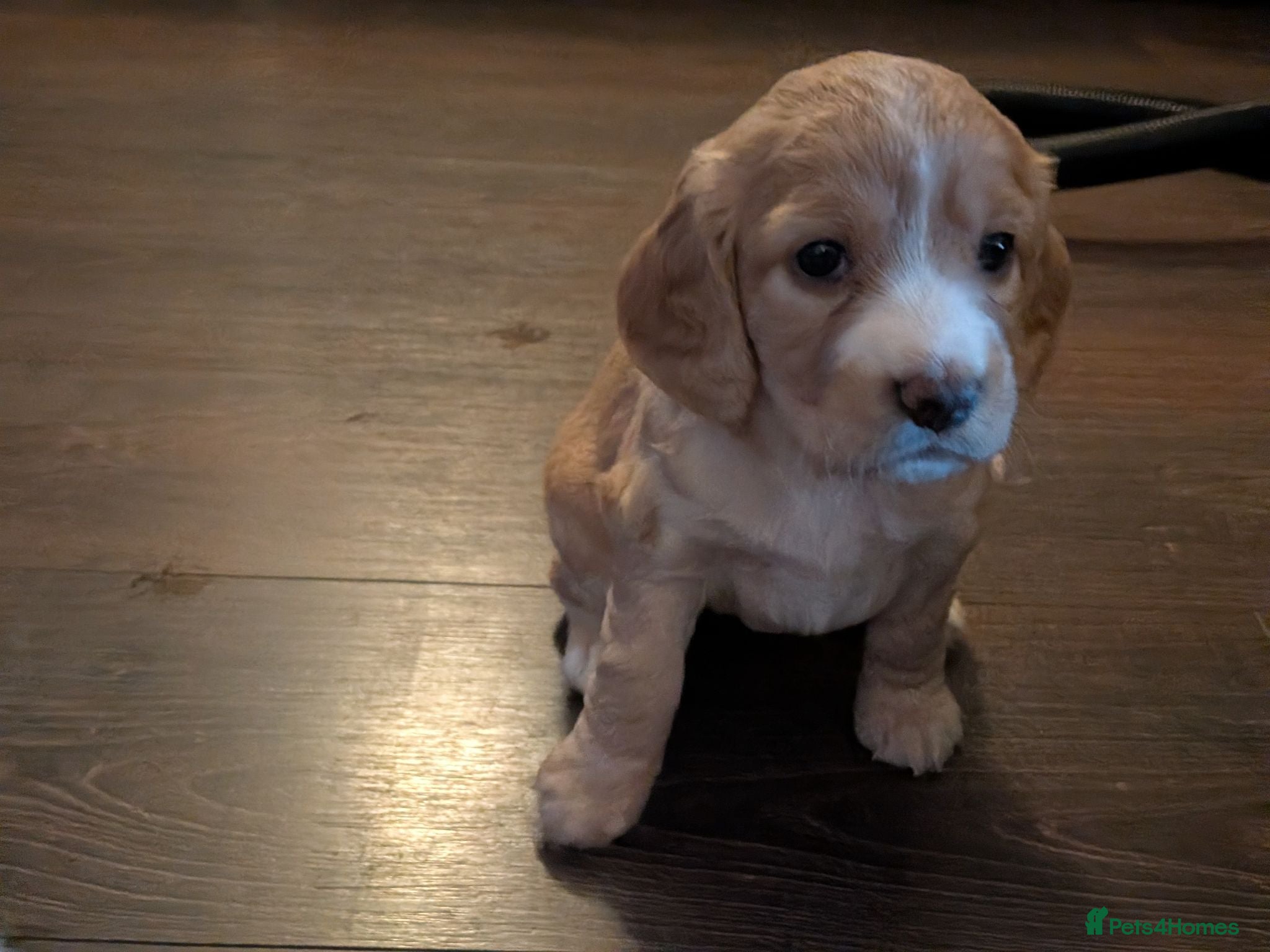 Cocker Spaniel dogs Golden working cocker spaniels  - Advert 14