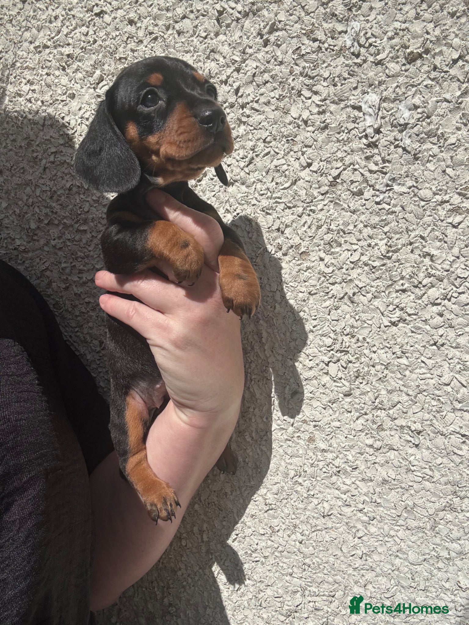 Miniature Dachshund dogs Miniature dachshund - Advert 5