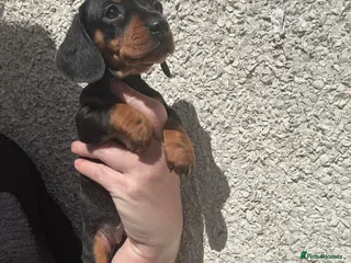 Miniature Dachshund dogs Miniature dachshund - Advert 5