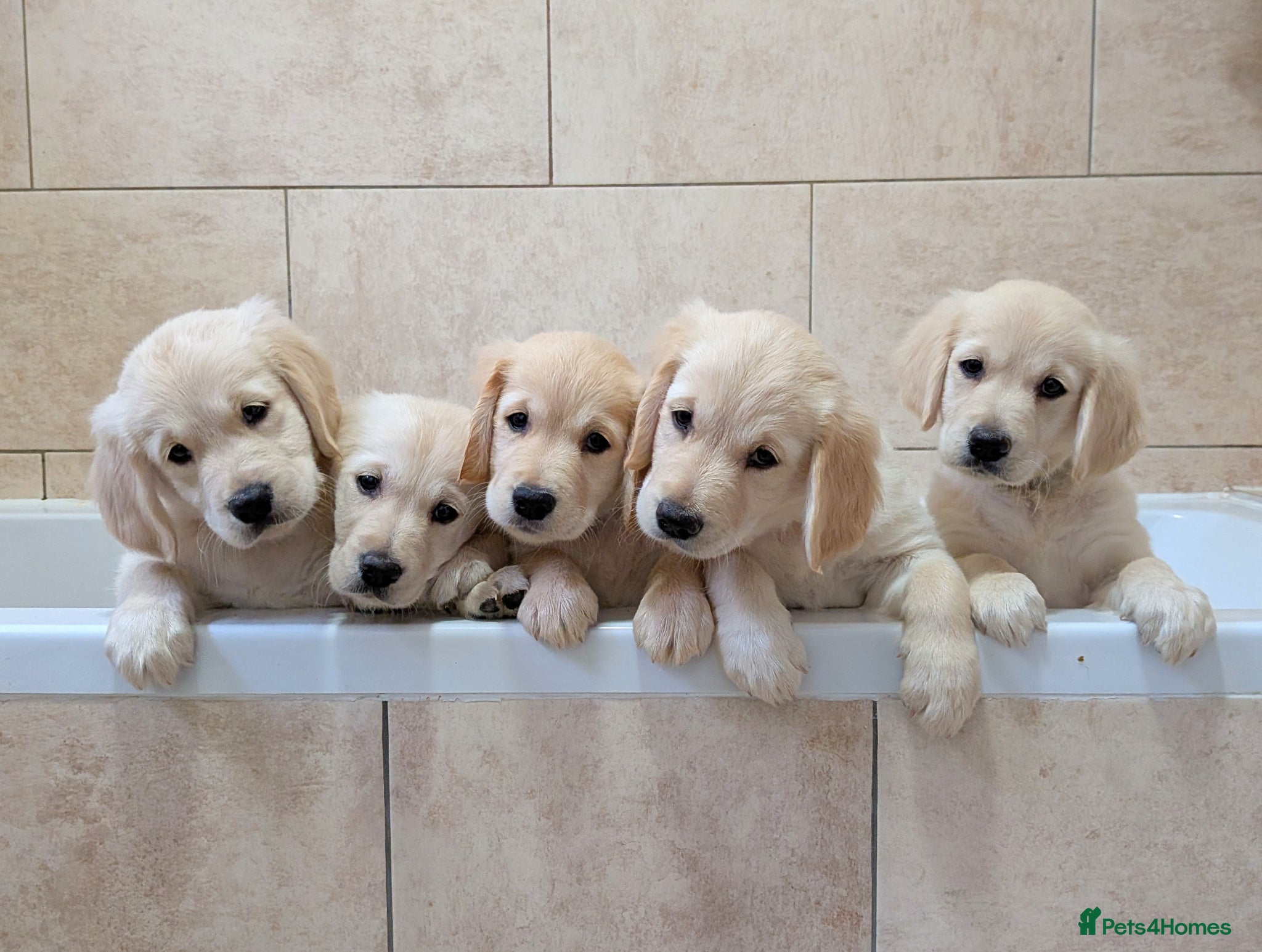 Golden Retriever dogs KC Golden Retriever pups - Advert 1
