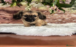 Dachshund dogs for sale: Tiny dachshund ready now! - Image 9