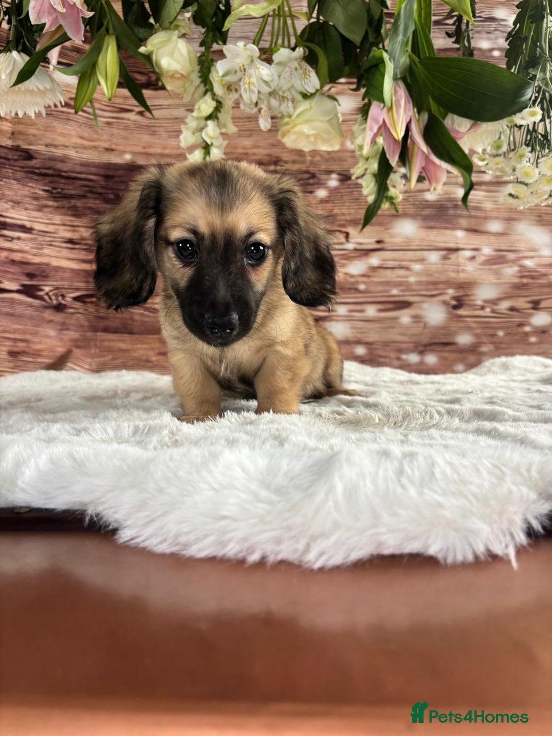 Dachshund dogs for sale: Tiny dachshund ready now! - Image 9