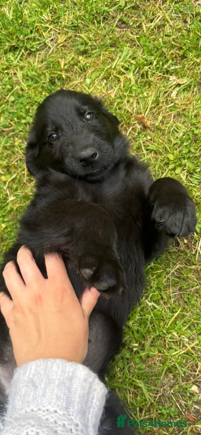 Flat coated Retriever dogs Gorgeous liver and black Flatcoat Retrievers - Advert 2