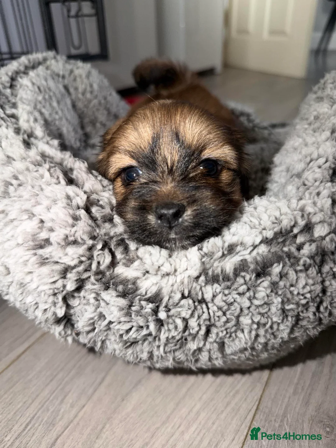 Mixed Breed dogs for sale: La-pom  pups , one boy still available  - Advert 12