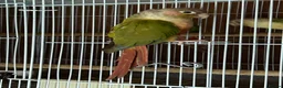 Conures birds for sale: Conures young pair  - Advert 2