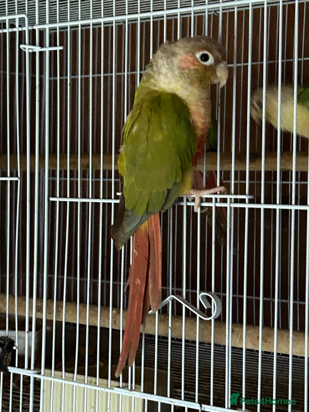 Conures birds for sale: Conures young pair  - Advert 2