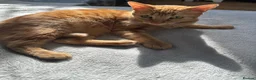 Arabian Mau cats for sale: 🐾 Boston – Beautiful 1-Year-Old Arabian Mau  - Advert 4