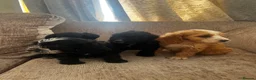 Cockapoo dogs for sale: Looking for forever homes  - Advert 12