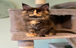Maine Coon cats for sale: *READY* Stunning Tica Maine Coons - Image 8