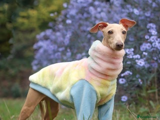 Italian Greyhound dogs ROMEO ITALIAN GREYHOUND FOR STUD DUTIES in Liverpool - Advert 1