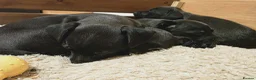 Patterdale Terrier dogs for sale: Patterdale Puppies - 5 Beautiful Bitches - Advert 7