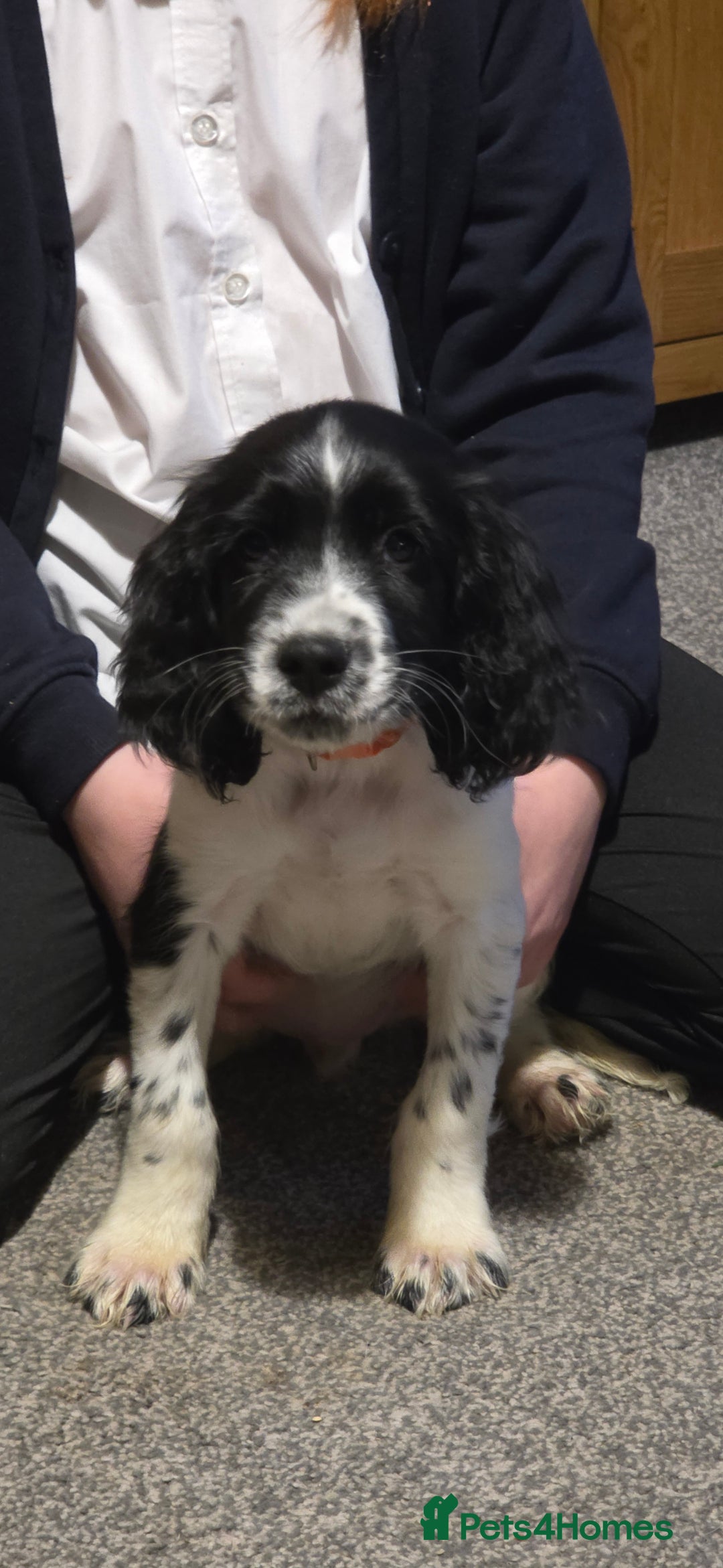 Sprocker dogs for sale: Sprocker pup - Advert 9