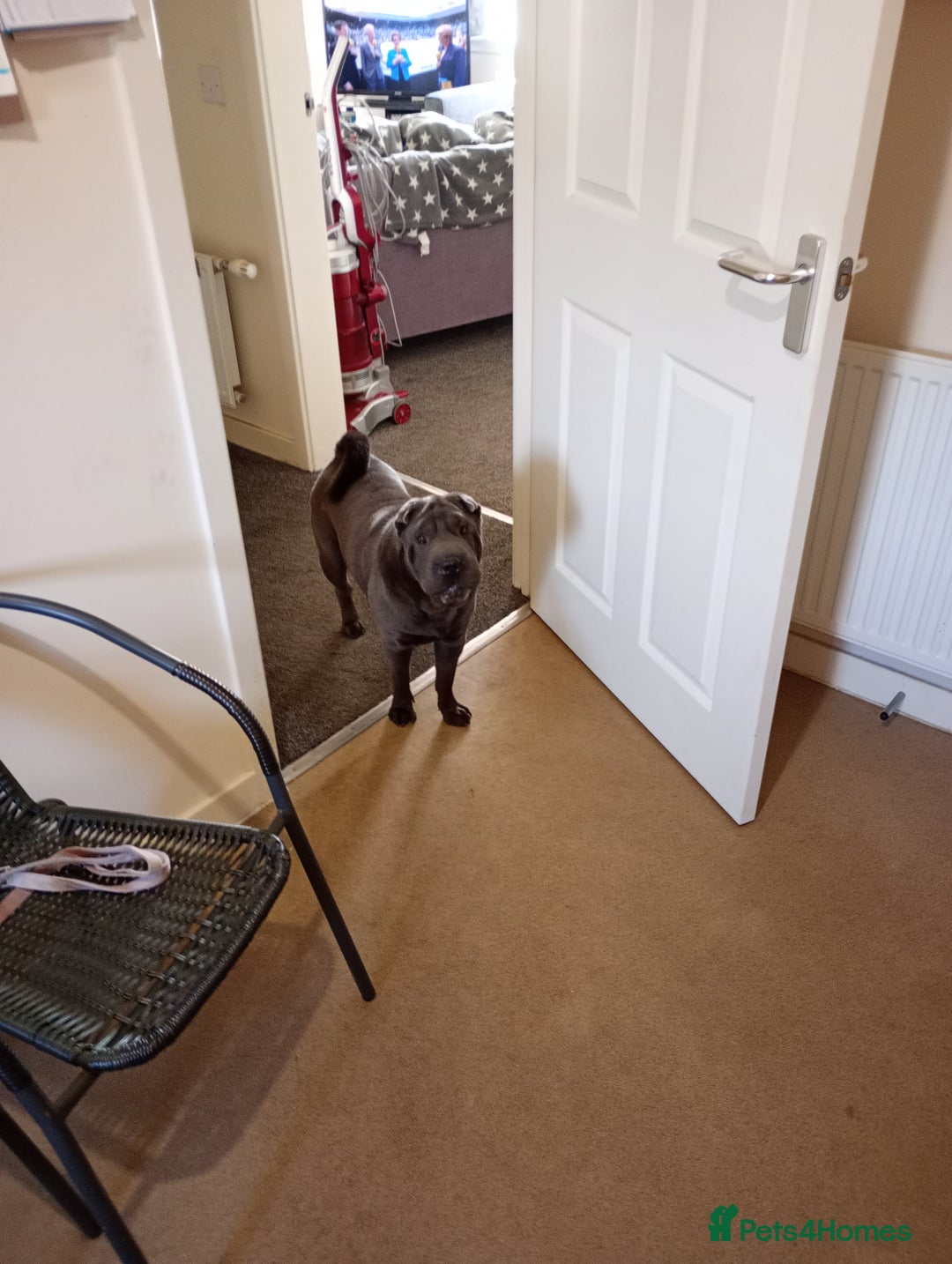 Shar Pei dogs for sale: Munroe  - Image 1
