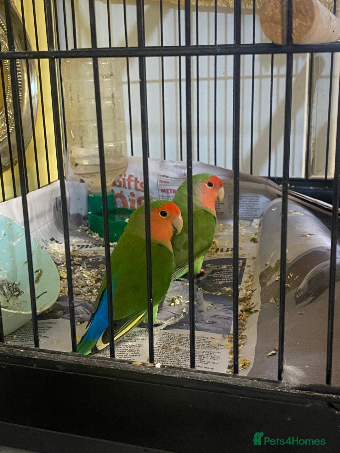 Lovebirds birds for sale: African Lovebirds (male & female) - Advert 2
