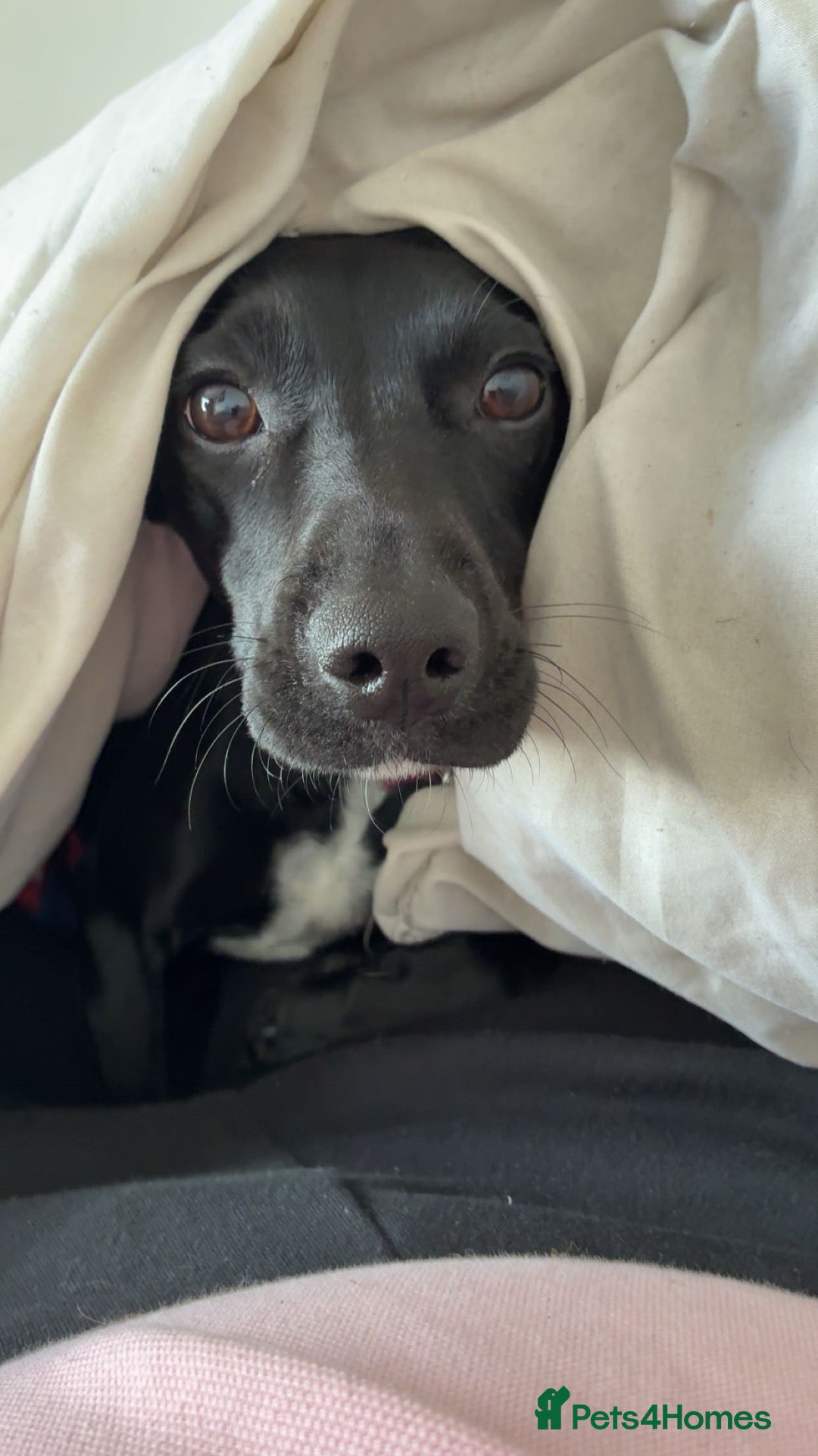 Springador dogs for sale: Bella the springador - Advert 1