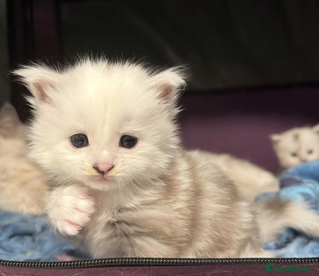 Maine Coon cats for sale: Gorgeous Blue Shaded Maine Coons  - Image 10