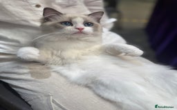 Ragdoll cats for sale: Adorable Ragdoll Kitten Fife Registered Breeder - Image 5