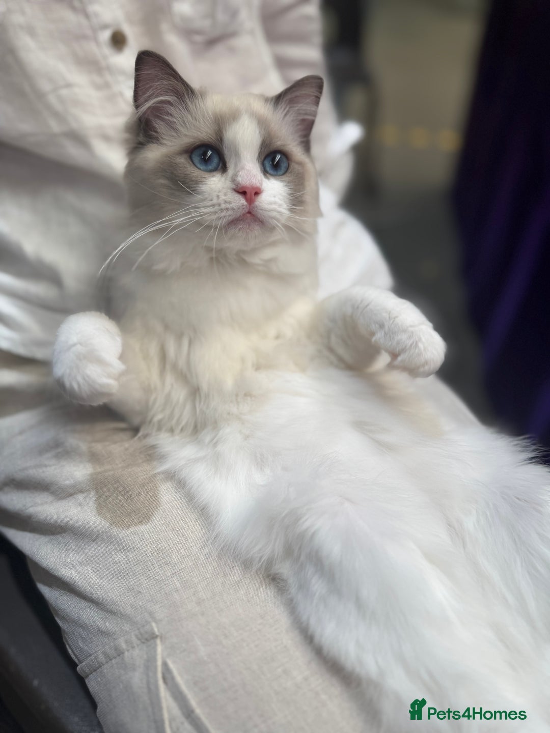 Ragdoll cats for sale: Adorable Ragdoll Kitten Fife Registered Breeder - Image 5