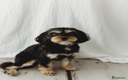 Cavapoo dogs for stud: Boy cavapoo  - Image 4