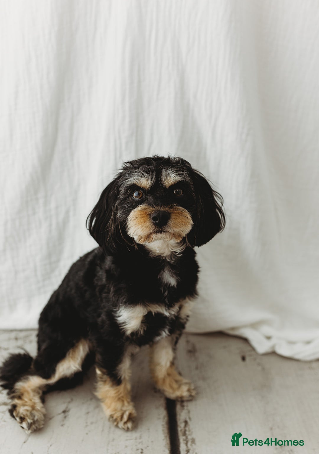 Cavapoo dogs for stud: Boy cavapoo  - Image 4
