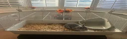 Mini Lop rabbits for sale: Grey mini lop in Nuneaton - Advert 5
