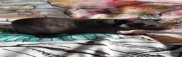 Guinea Pig rodents for sale: Skinny pigs and guinea pig babies - Advert 3