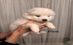 Samoyed dogs for sale: Samoyed Puppies — Ready to Reserve Now! - Image 33