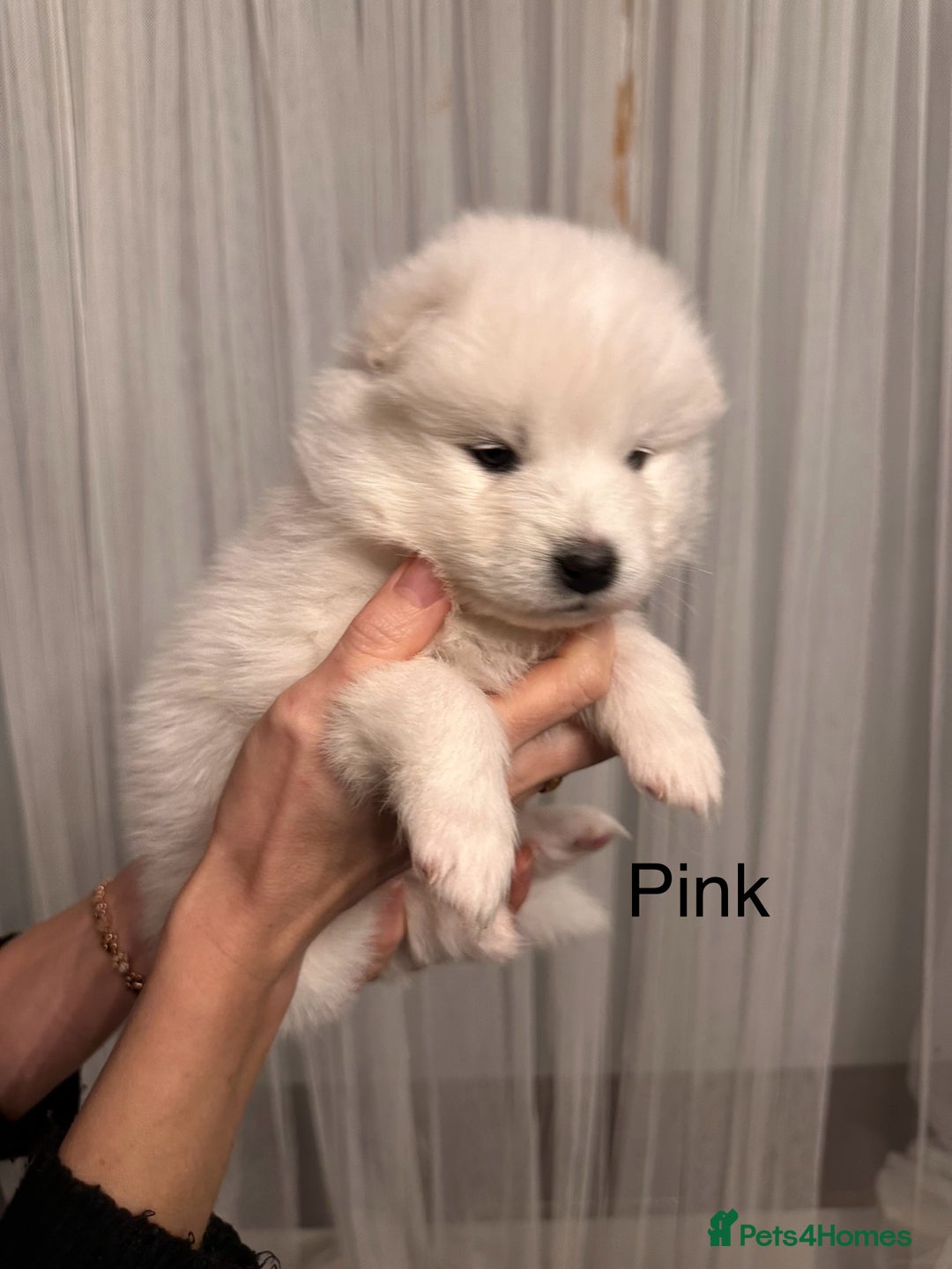Samoyed dogs for sale: Samoyed Puppies — Ready to Reserve Now! - Image 33