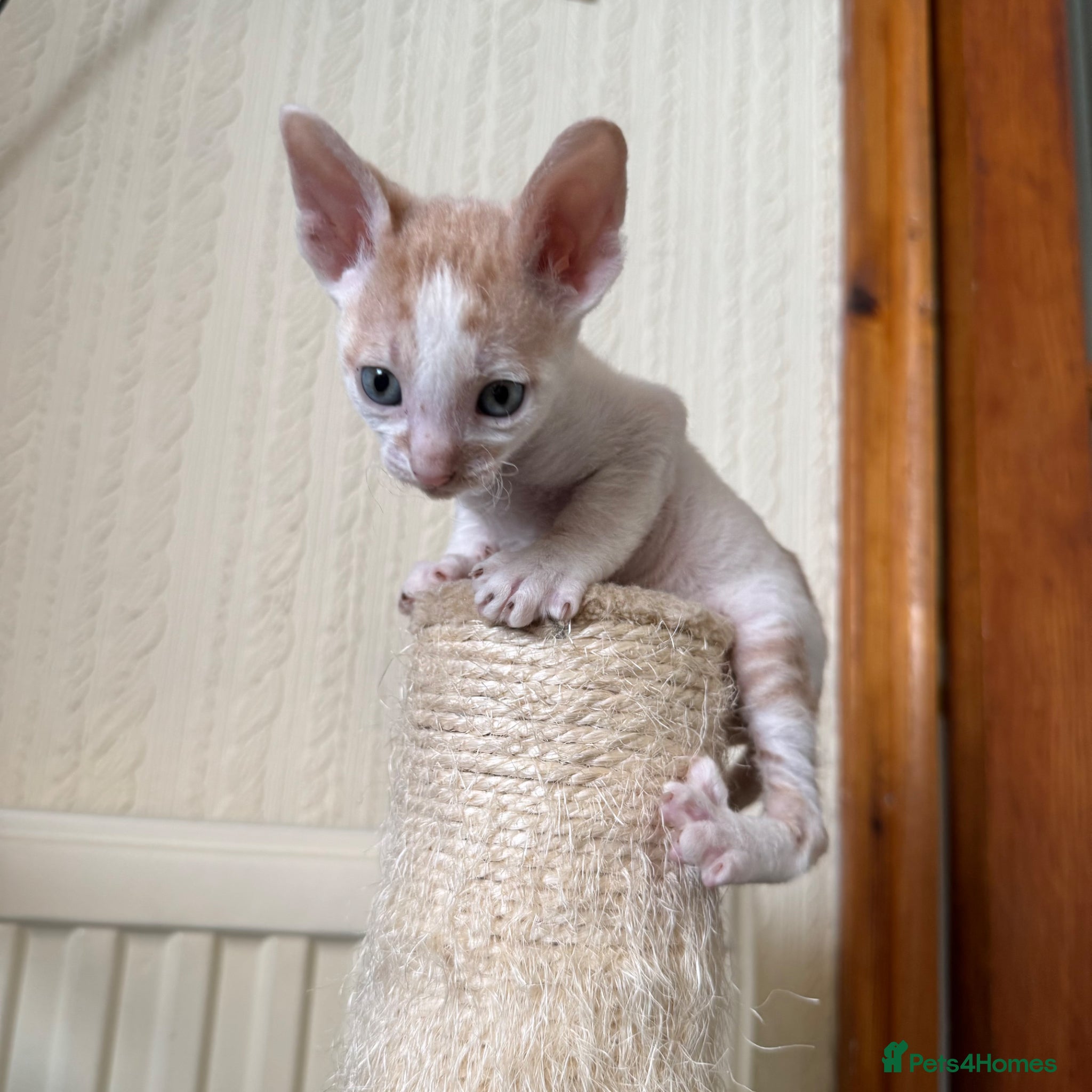 Cornish Rex cats for sale: Beautiful Cornish Rex kittens - Advert 7