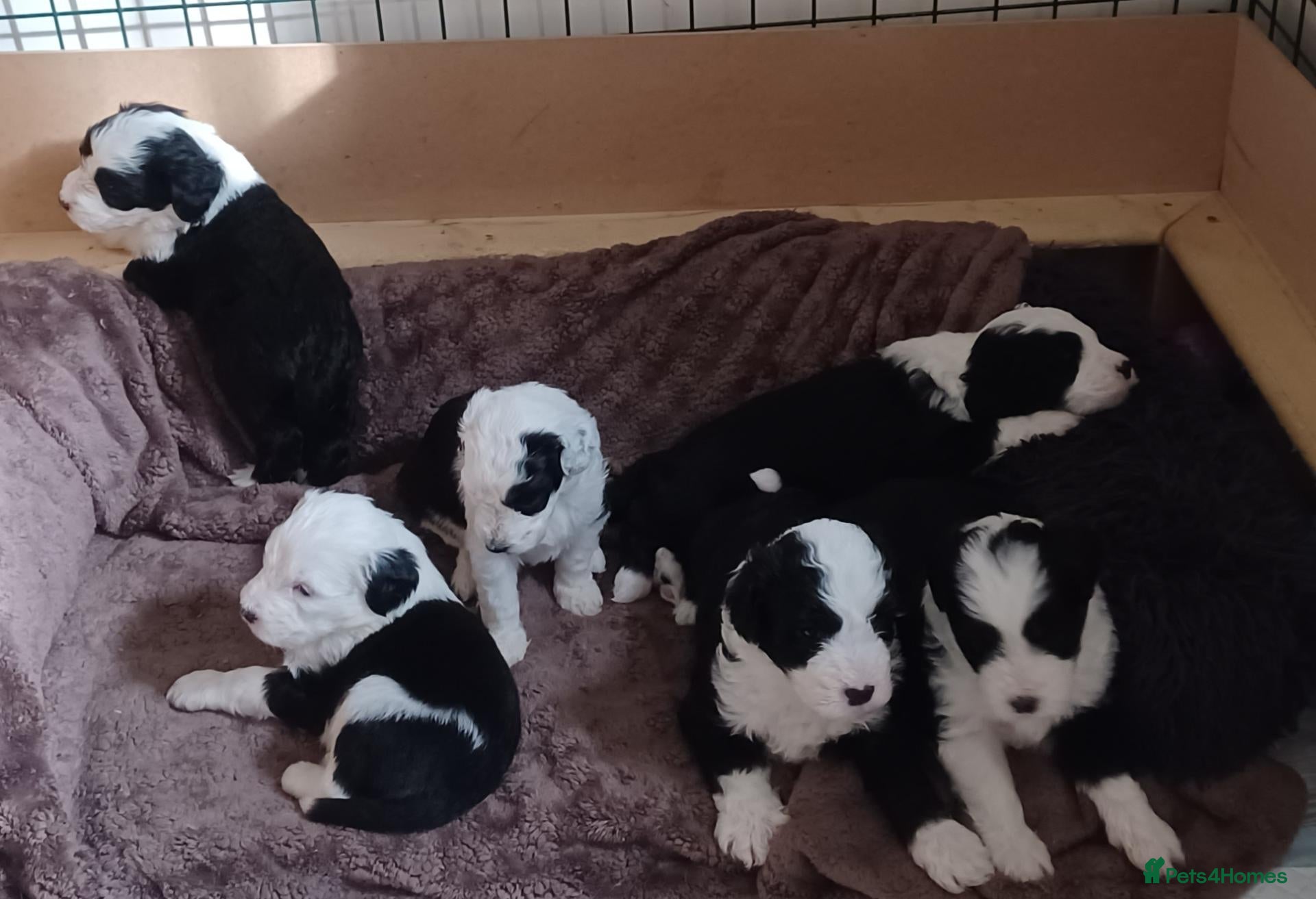 Mixed Breed dogs Beautiful Old English Sheepdog/Bernedoodle Puppies - Advert 1