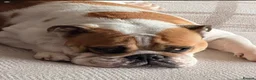 Mixed Breed dogs for sale: Miniature English bulldash in Thornton-Cleveleys - Advert 6