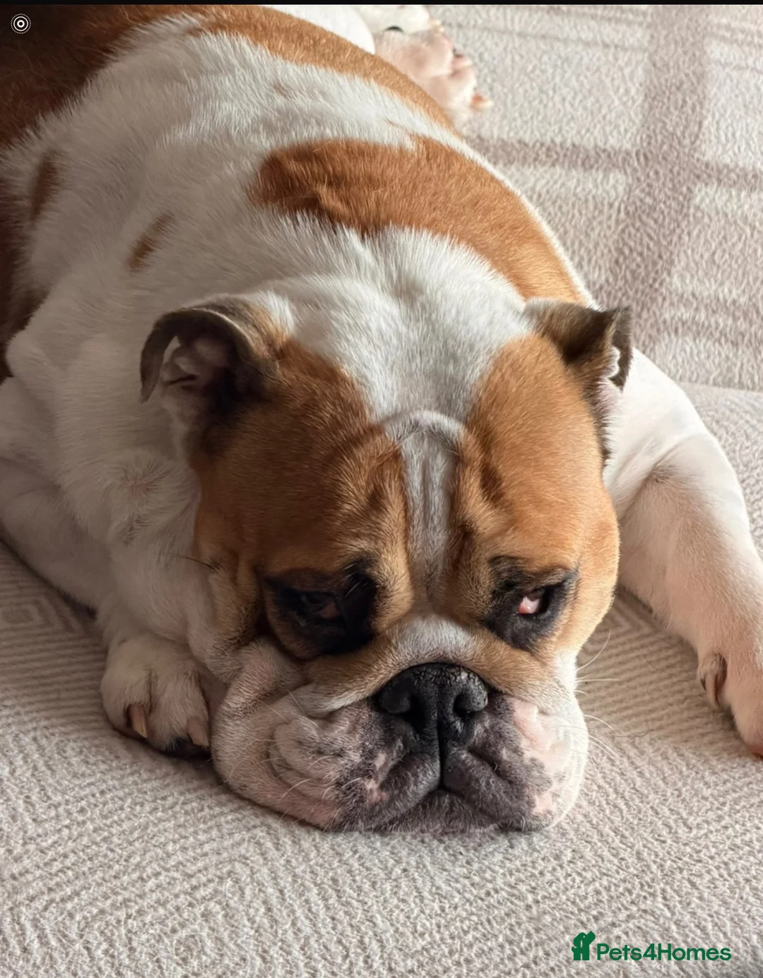 Mixed Breed dogs for sale: Miniature English bulldash in Thornton-Cleveleys - Advert 6