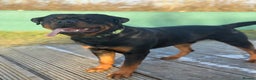 Rottweiler dogs for stud: Rottweiler For Stud - Advert 1