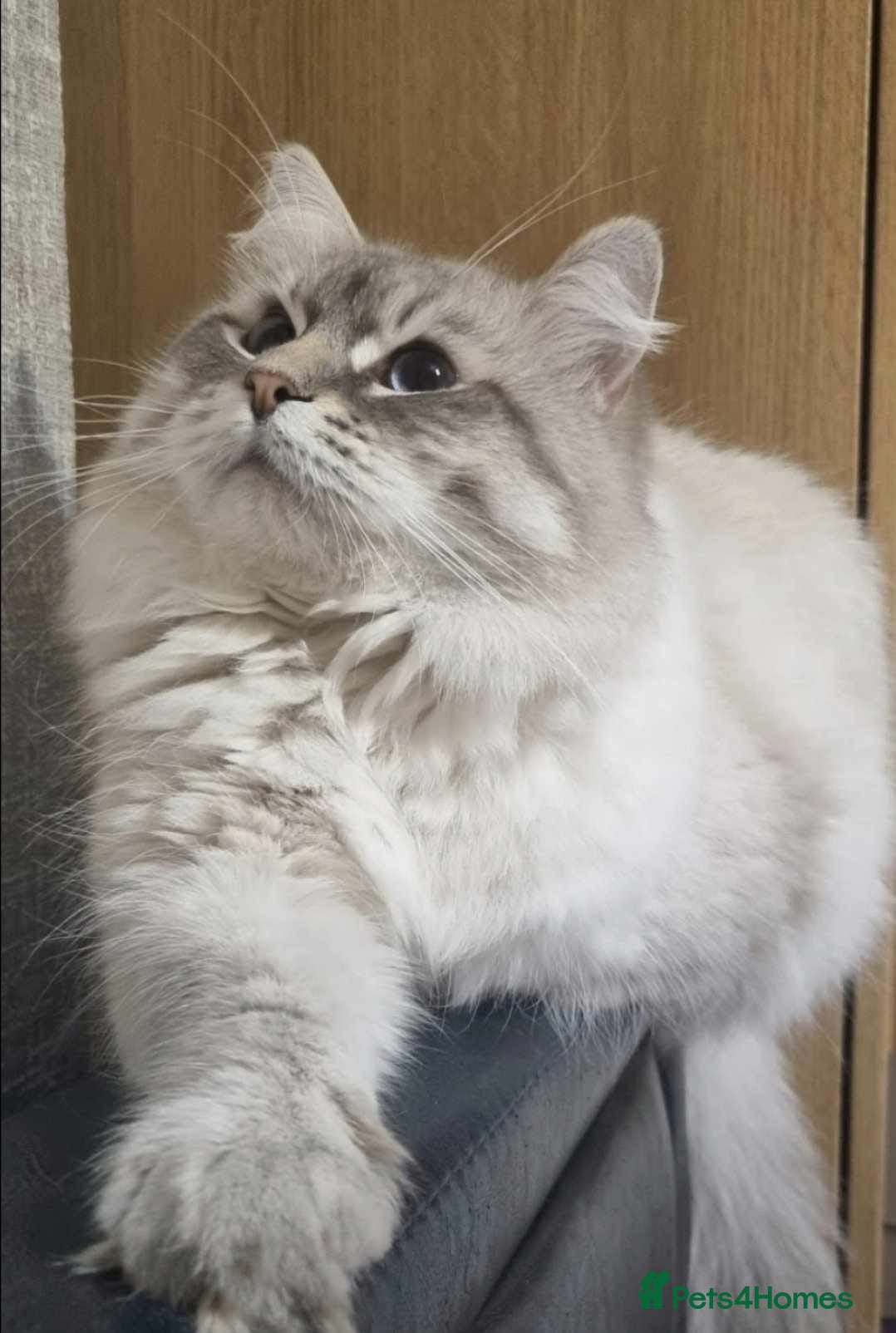 Siberian cats Looking for a loving New Home - Advert 6